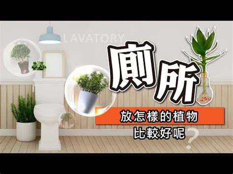 淨化廁所植物|【廁所這樣擺花，讓你呼吸好空氣！】 